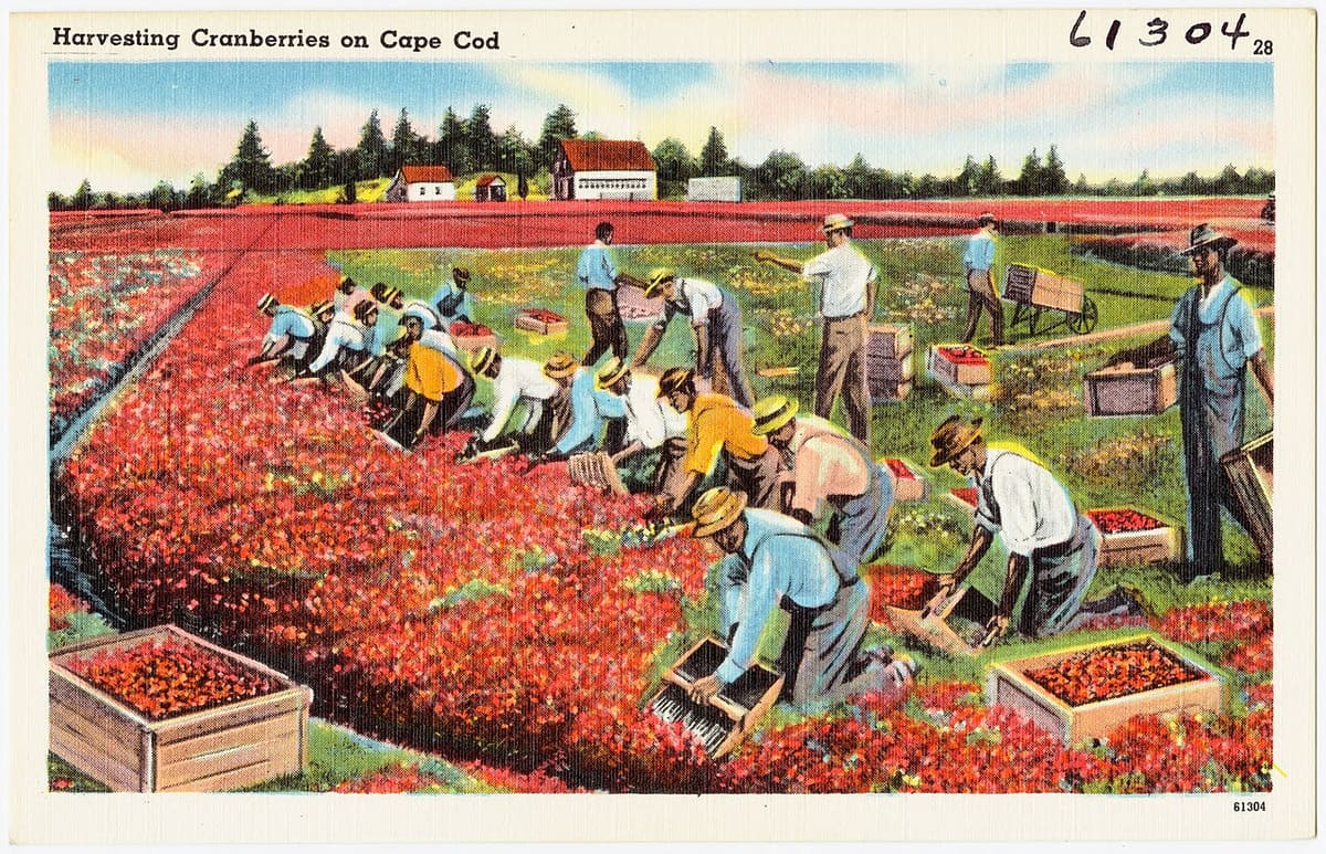 Cape Cod Potato Chips factory tour in Hyannis - a free self-guided tour every weekday